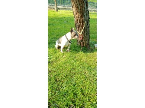 Blue pied french bulldog