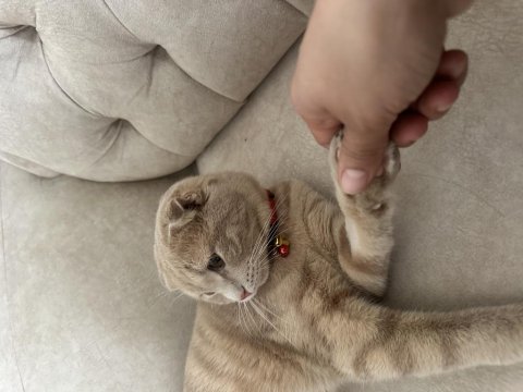 Ücretsiz sahiplendirilecek scottish fold