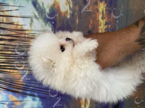 Orjinal ayı surat teacup pomeranian