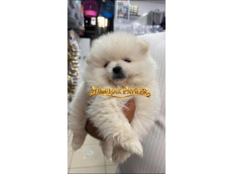 Ayıcık pomeranian boo