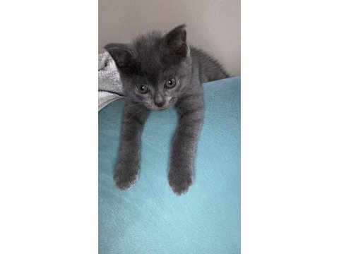 Yavru british shorthair kedimiz