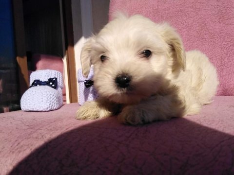 Maltipoo kapıda ödeme ve kredi kartı imkânı mevcuttur