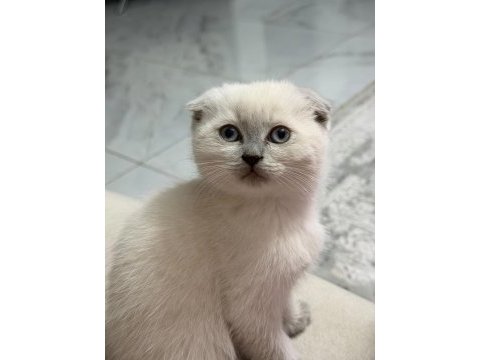 Sevimli scottish fold yavrulara yeni yuva arıyoruz