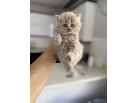 British shorthair ve longhair kediler