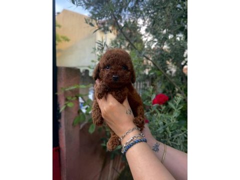 Kore poodle kızlar ve erkekler