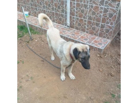 Ücretsiz sahiplendirme kangal