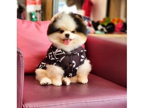 Efsane erkek pomeranian türkiyede tek!