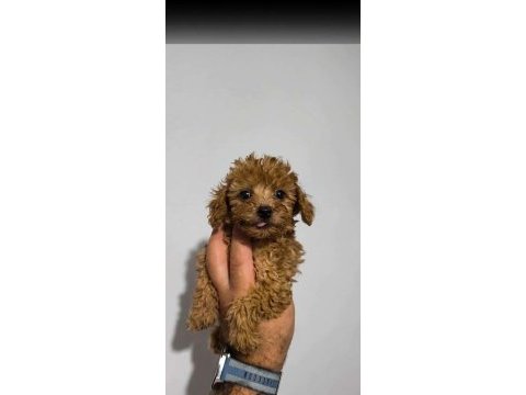 Poodle bebekleri