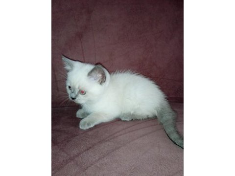 Blue point ve scottish fold yavrular 7 tane