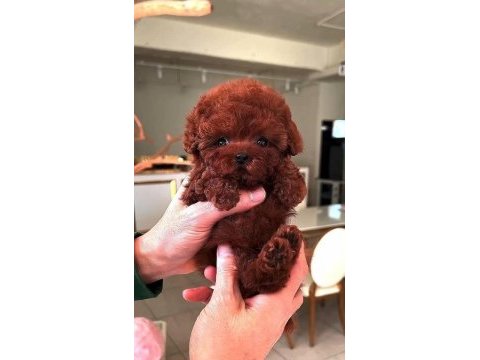 Toy poodle red brown yavrularımız