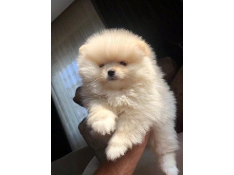 3 aylık dişi pomeranian üst kalite
