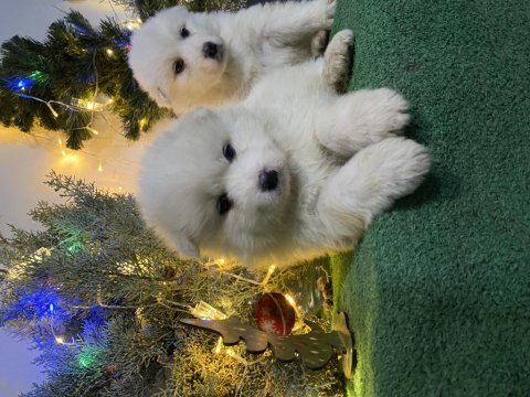 Kar beyaz samoyed yavrular