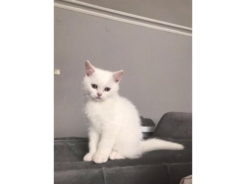 British longhair ve british shorthair,