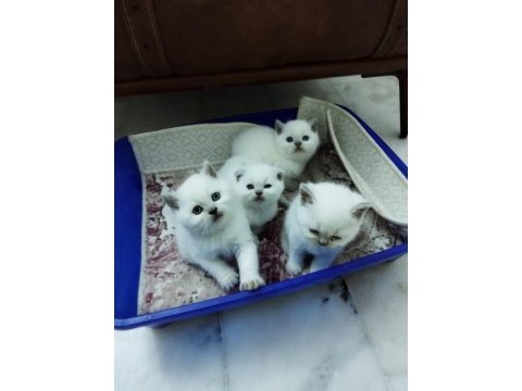Blue point british shorthair yavrular