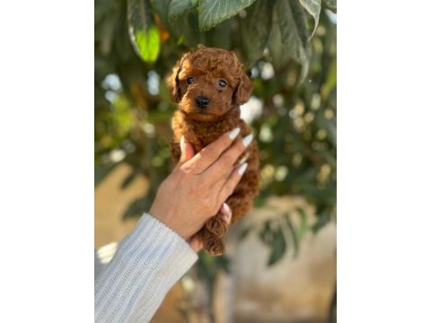 Korekan toy poodle yavrular