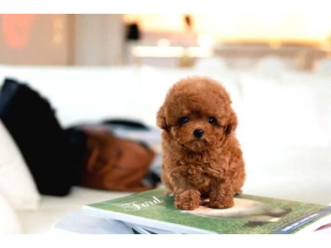 Safkan toy poodle bebeklerimiz