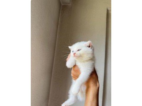 Bir gözü mavi bir gözü yeşil scottish fold kedim