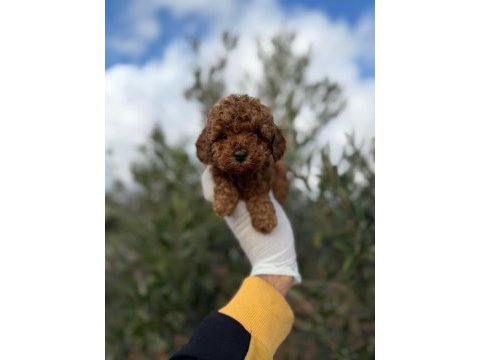 Erkek toy poodle gerçek kalite isteyene