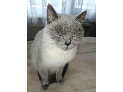 2 yaşında british shorthair