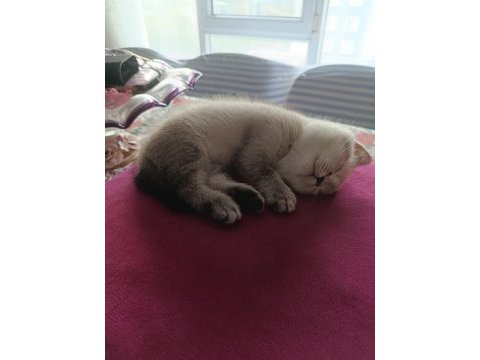 3.5 aylık british shorthair yavrular