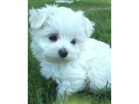 Maltese terrier yavrularımız aynı gün teslimat