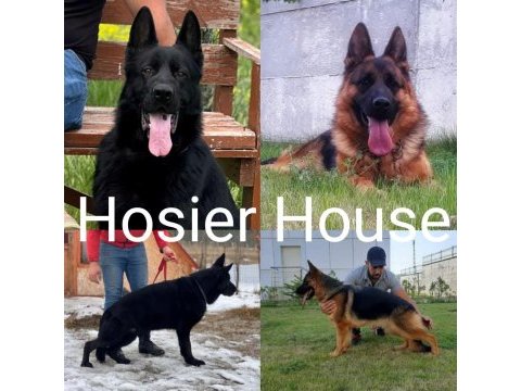 Nova hosier house alman kurdu