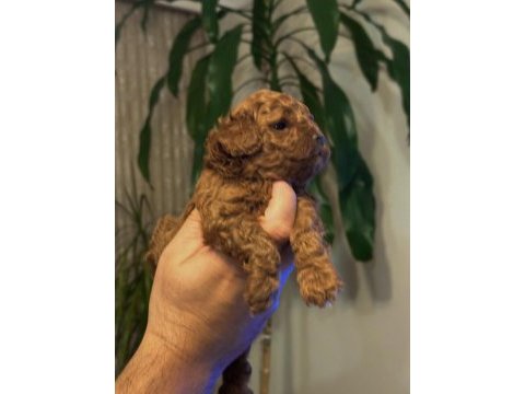 Evimden orjinal toy poodle