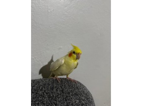 6 aylık full evcil dişi sultan