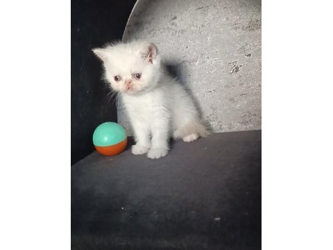Irk garantili bebek kedilerimiz