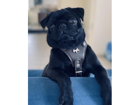 9 aylık erkek pug
