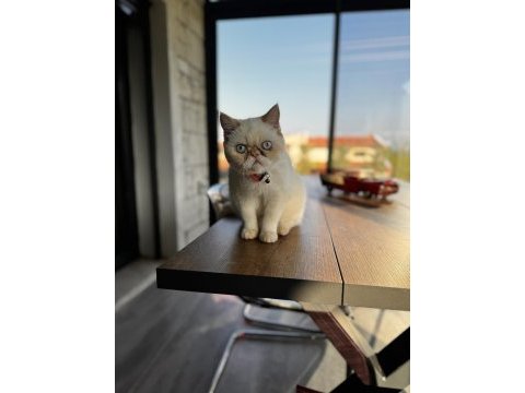 8 aylık çok uysal exotic shorthair