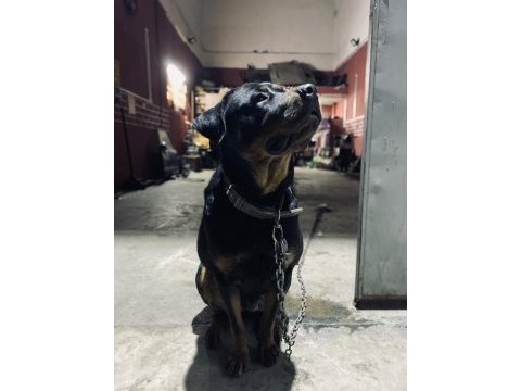 Dişi rottweiler