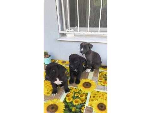 Cane corso yavruları