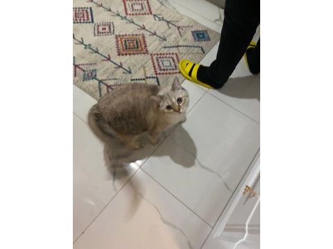 Çok tatlı british shorthair