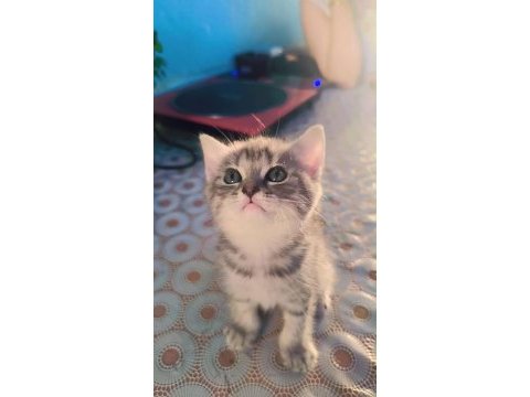 British shorthair kedisi