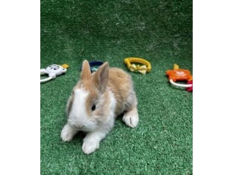 Tatlı tavşan yavruları ve full set ve kapıda ödeme
