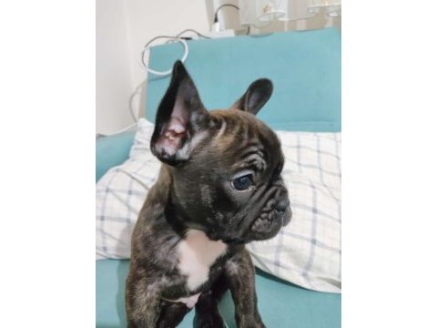 Köpeğimi ücretsiz sahiplendirmek istiyorum