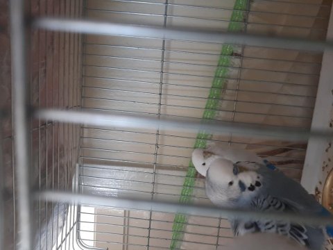 Eşli takım muhabbet kuşlar