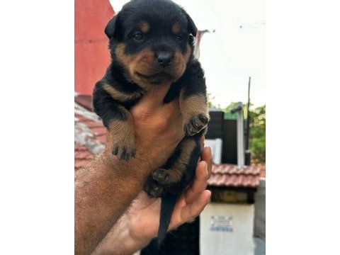 Macar kafa rottweiler yavrular