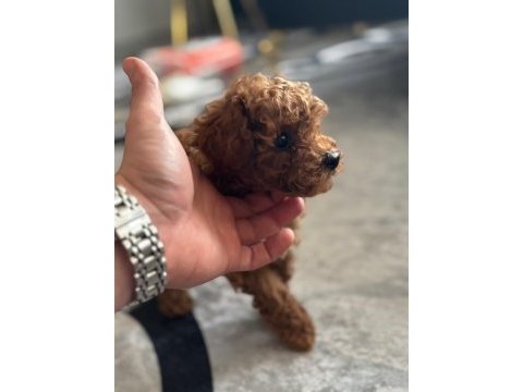 Aradığınız poodle yavrular burada yasal çiftlikten