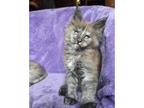 Maine coon dişi black smoke tortie wcf pet