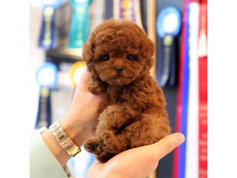 Korean toy poodle yavrularım