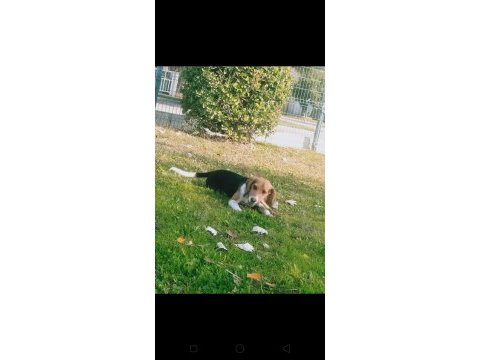 15 aylık güzeller güzeli beagle kraliçem saf kan