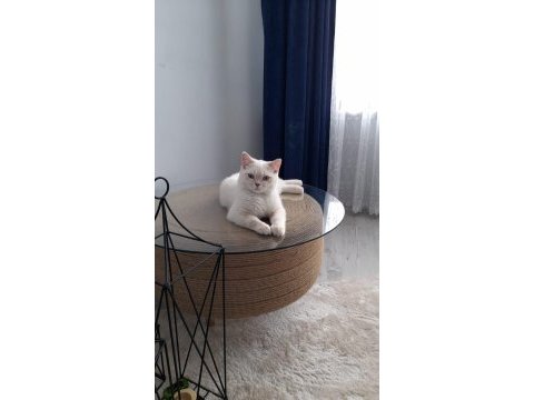 British shorthair bluepoint 1 yaşında erkek