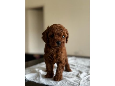 A kalite orjinal toy poodle