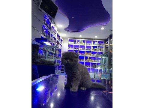 Scottish fold yavrularımız