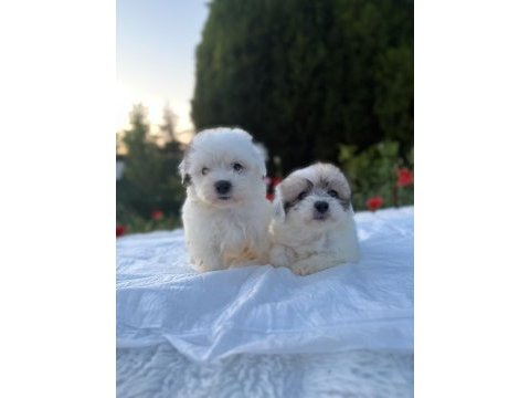 Morkie bebekler erkek
