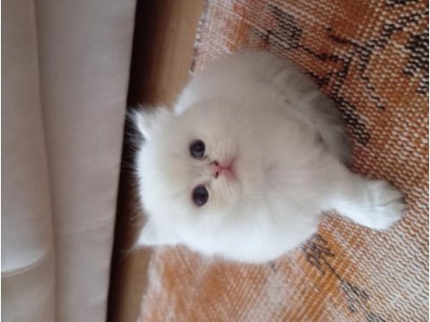British longhair pamuk bebişe yuva arıyorum