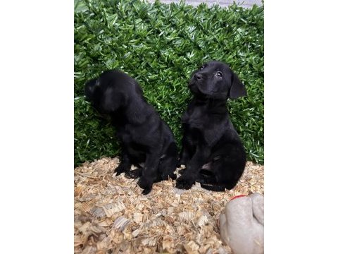 Burkemden a kan labrador yavrularımız