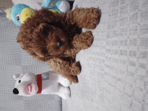 Toy poodle yavrularımız ömürlük aileleri bekliyor